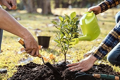 How to Plant a Tree? Step-by-Step Tree Sapling Planting Guide and Tips