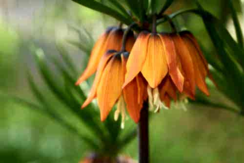 Fritillaria Imperialis (Crown Imperial) – Features and Care Guide