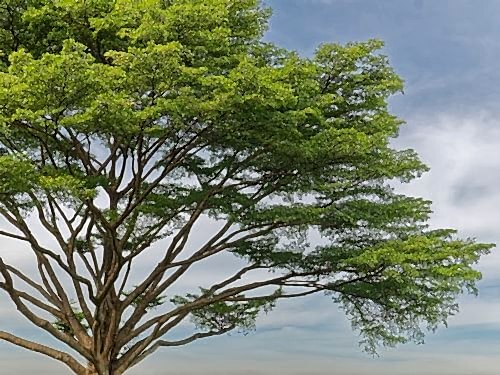 Types and Features of Acacia Trees: Natural Shade for Your Garden