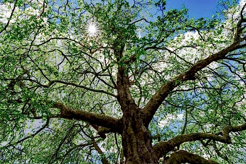 What Is the Andız Tree? Benefits, Uses, and Characteristics