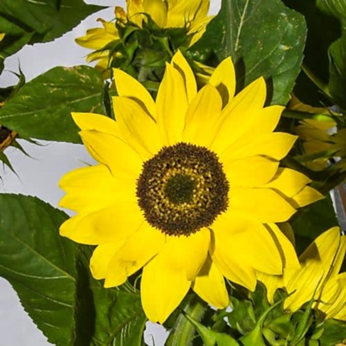 The Mythological Story of the Sunflower (Heliotrope Flower)