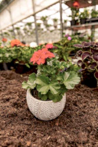  Tips for Blooming Flowers in Spring