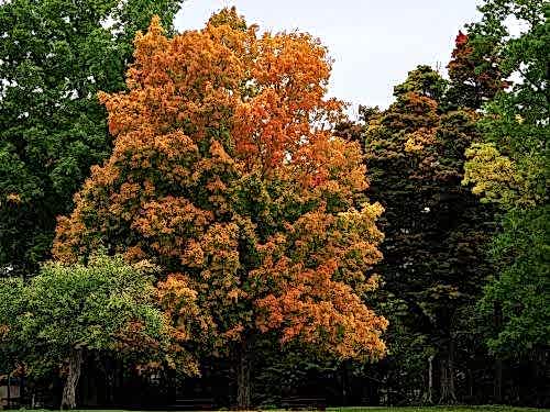 Fastest Growing Tree Species for Your Garden