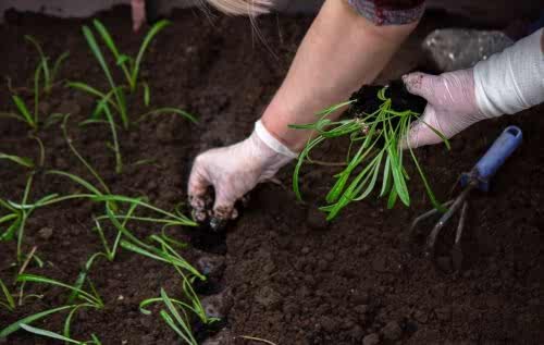 How to Plant Grass in the Garden? Best Time to Sow Lawn Grass