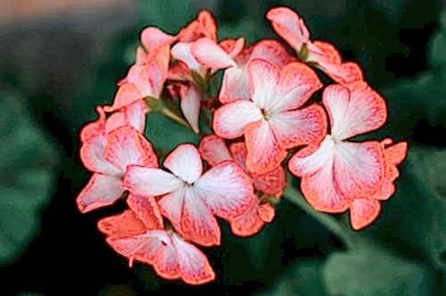 A List of Year-Round Blooming Flowers for Your Balcony and Garden