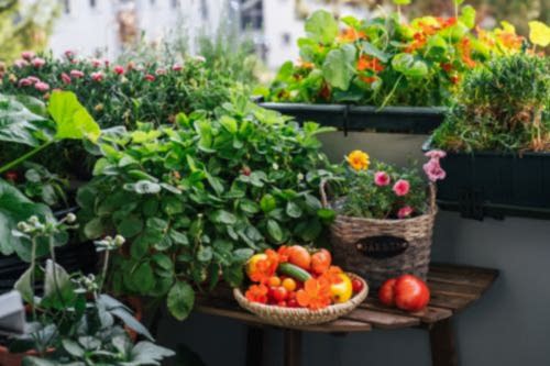 Balcony Vegetable Garden
