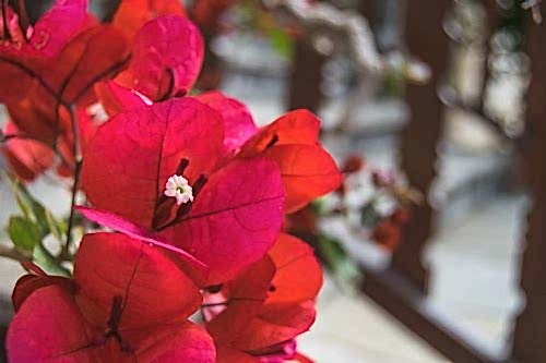 How to Propagate Bougainvillea? Care, Meaning & Garden Use