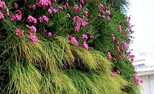 Beyoğlu Saray Muhallebicisi | Cem Botanik