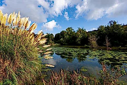 Biological Pond Implementation