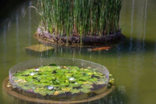 Biological Pond Implementation