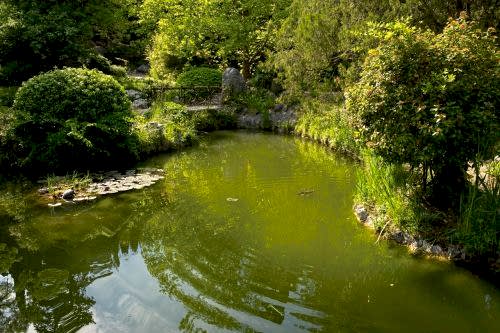 Biological Pond Implementation