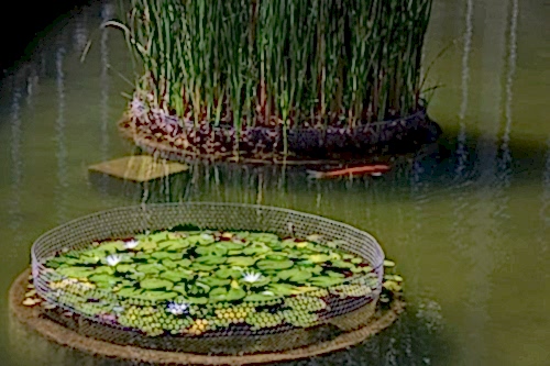 Biyolojik Süs Göleti