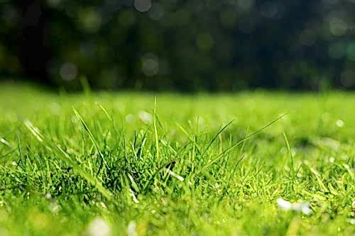 How to Plant Grass