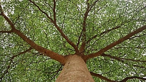 Plane Tree: Characteristics, Care, and Benefits