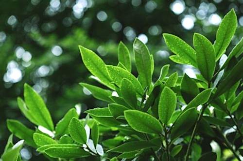 Bay Laurel Tree Cultivation: A Natural Treasure in Your Garden