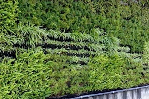 Dikey Bahçe ve Bitkilendirme Sistemleri