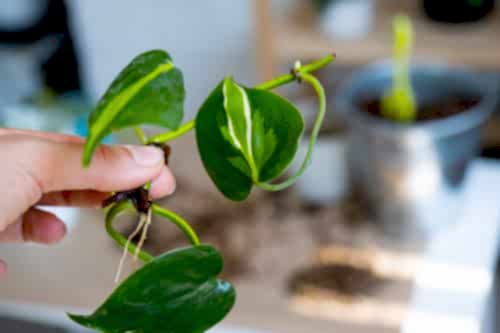 The Easiest Indoor Plants to Care for at Home