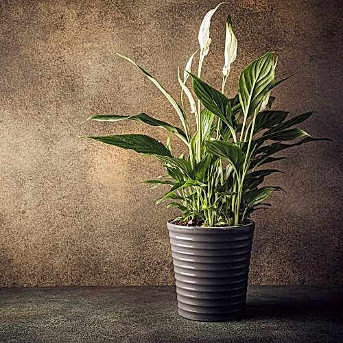 Toxic Indoor Plants That Are Dangerous to Keep at Home