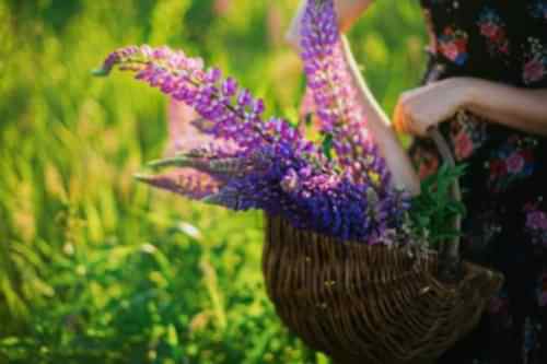  Shade-Tolerant Plants