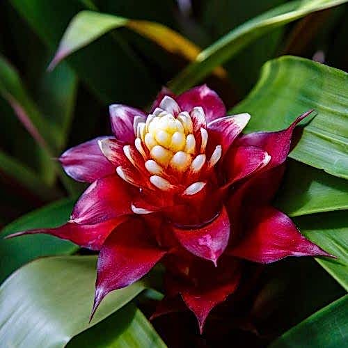 Guzmania Flower Meaning and Care: Guzmania in Decoration