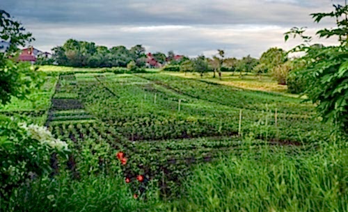 What to Plant Each Month? A Month-by-Month Planting Guide by Season