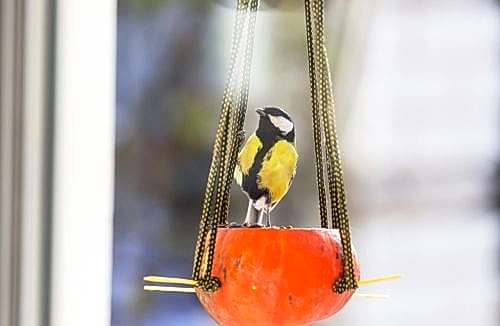 How to Make a Bird Feeder from a Gourd