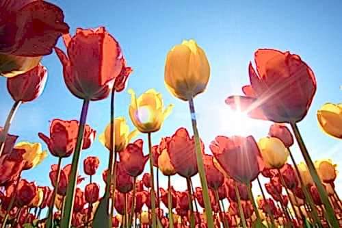 What Is the Tulip Festival? Where and When Is It Held?