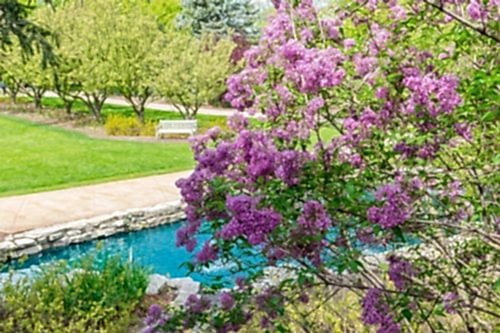 When to Plant a Lilac Tree? Features and Care Guide