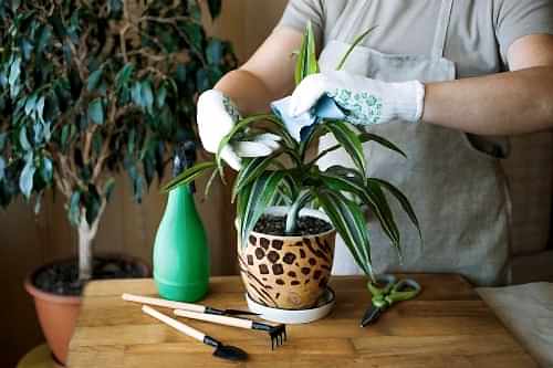 Seasonal Plant Care Guide