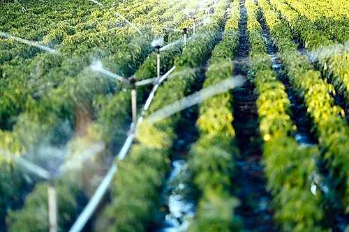 Automatic Irrigation Systems