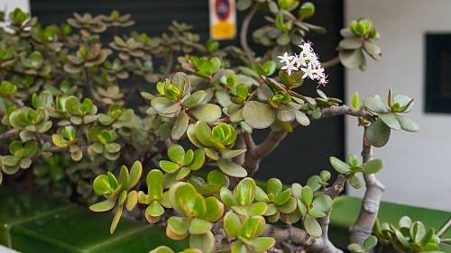 Money Plant (Crassula) Care Guide