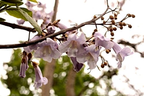 Paulownia Tree: Characteristics and Story