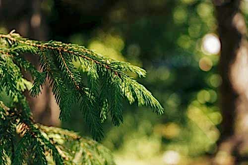 Uses of Evergreen Trees in Landscape Design