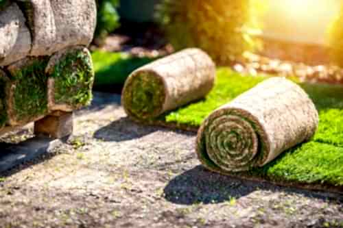 What Is Roll Turf? How to Lay Ready-to-Use Roll Grass?