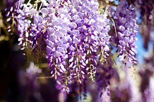 How to Grow Wisteria?