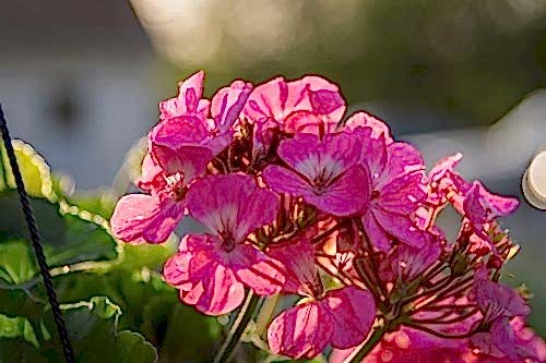 How to Care for Geraniums? Tips from Pots to Garden Beds