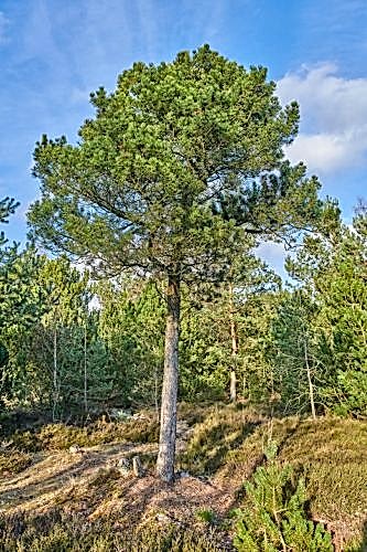 Scots Pine Tree (Pinus sylvestris): Characteristics, Habitat, and Uses