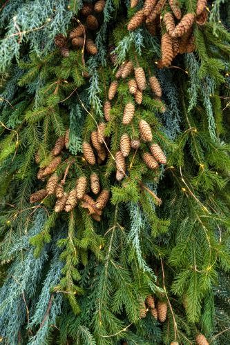 What Is the Cedar Tree? Features and Garden Uses