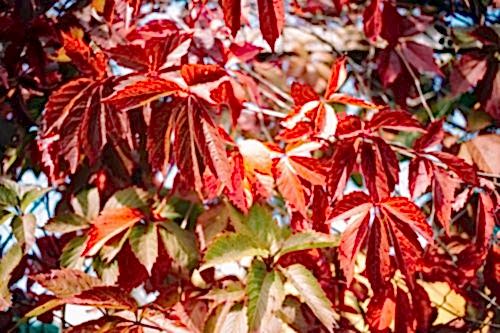 Sweetgum Tree: A Unique Natural Treasure Native to Türkiye
