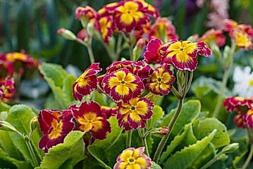 Cold-Resistant Flowers