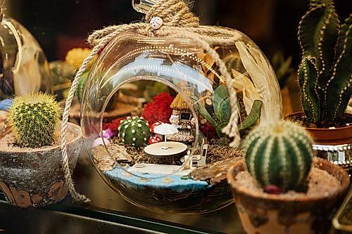 What is a Terrarium?