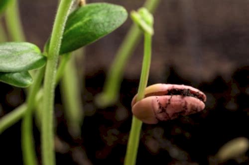 How to Germinate Seeds?