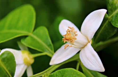 Types and Characteristics of Jasmine Plants
